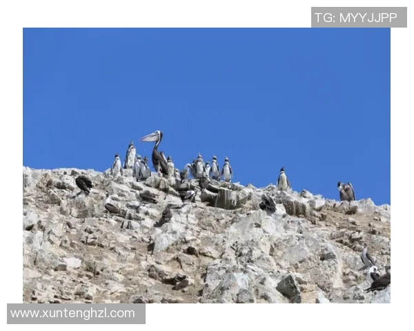 玻利维亚与秘鲁精彩对决结果揭晓赛场瞬间回顾与分析